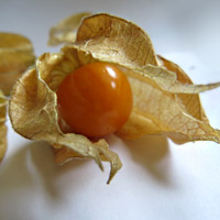 Физалис (Physalis)