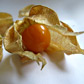 Физалис (Physalis) Физалис (Physalis)